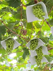 グレープガーデン 安全農園に投稿された画像(2025/8/17)