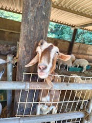 ダチョウ王国石岡ファームに投稿された画像(2025/8/17)