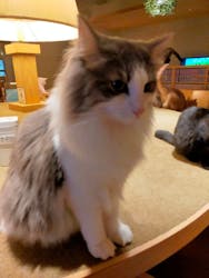 猫カフェモカ 新宿店に投稿された画像(2025/8/20)