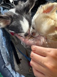 Pet博2025 福岡に投稿された画像(2025/8/25)