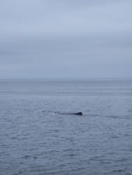 観光船はまなすに投稿された画像(2025/8/26)