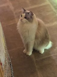 猫カフェモカ 新宿店に投稿された画像(2025/8/27)