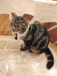 Cat Cafe てまりのおしろに投稿された画像(2025/8/27)