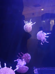 遊べる水族園に投稿された画像(2025/9/7)