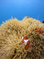 isola blue(イゾラブルー)に投稿された画像(2025/9/8)