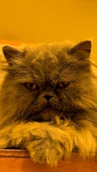 Cat Café MOFF イオンモール広島府中店に投稿された画像(2025/9/11)