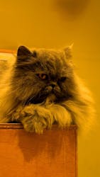 Cat Café MOFF イオンモール広島府中店に投稿された画像(2025/9/11)