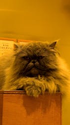 Cat Café MOFF イオンモール広島府中店に投稿された画像(2025/9/11)