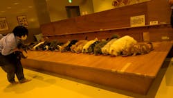 Cat Café MOFF イオンモール広島府中店に投稿された画像(2025/9/11)