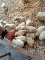 Moff animal cafe MARKIS 福岡ももち店に投稿された画像(2025/9/13)