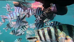 沖縄ゴリダイブに投稿された画像(2025/9/16)