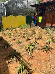 OKINAWAフルーツらんどに投稿された画像(2025/9/17)