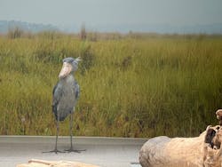 AQUARIUM × ART atoa×神戸どうぶつ王国に投稿された画像(2025/9/18)