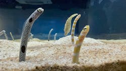 AQUARIUM × ART atoa×神戸どうぶつ王国に投稿された画像(2025/9/18)