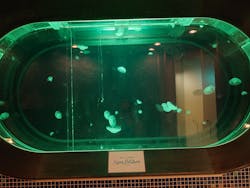 東京ドーム天然温泉 スパ ラクーアに投稿された画像(2025/9/19)