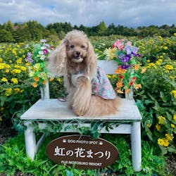 富士芝桜まつり(富士本栖湖リゾート)に投稿された画像(2025/9/24)