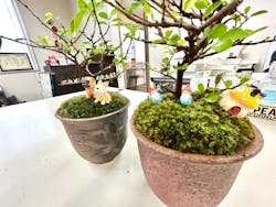 鉢マニアに投稿された画像(2025/9/25)