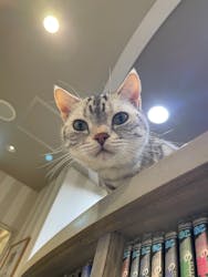 猫カフェモカ 立川店に投稿された画像(2025/9/25)