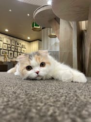 猫カフェモカ 立川店に投稿された画像(2025/9/25)