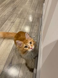 猫カフェモカ 立川店に投稿された画像(2025/9/25)