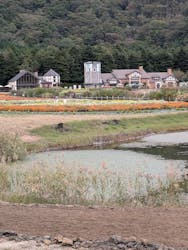 富士芝桜まつり(富士本栖湖リゾート)に投稿された画像(2025/9/27)