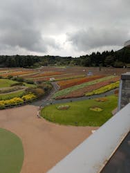 富士芝桜まつり(富士本栖湖リゾート)に投稿された画像(2025/9/27)