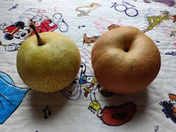 福田フルーツパークに投稿された画像(2025/9/28)