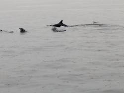 イルカウォッチング受付予約センターに投稿された画像(2025/9/28)