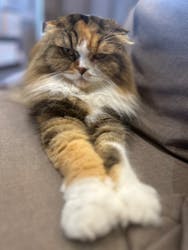 猫カフェモカ 渋谷公園通り店に投稿された画像(2025/9/28)