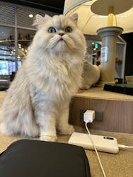 猫カフェモカ 渋谷公園通り店に投稿された画像(2025/9/28)