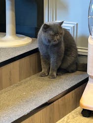 猫カフェモカ 渋谷公園通り店に投稿された画像(2025/9/28)