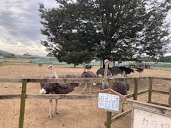 ダチョウ王国石岡ファームに投稿された画像(2025/9/29)