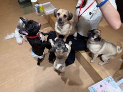 ぶさかわcafe 京都河原町店に投稿された画像(2025/9/30)