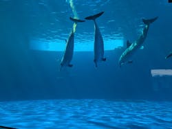 四国水族館に投稿された画像(2025/10/5)