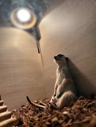 Moff animal cafe iias つくば店に投稿された画像(2025/10/5)