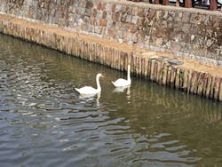 小江戸さわら 舟めぐりに投稿された画像(2025/10/7)