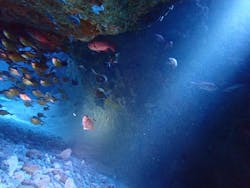 ダイビングサービス碧海に投稿された画像(2025/10/12)