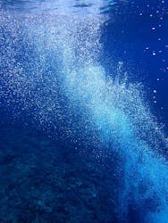 ダイビングサービス碧海に投稿された画像(2025/10/12)