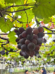 まるきょう農園に投稿された画像(2025/10/12)