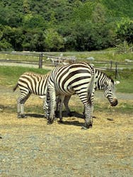 秋吉台自然動物公園 サファリランドに投稿された画像(2025/10/13)