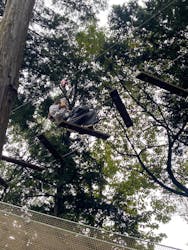 フォレストアドベンチャー・箱根に投稿された画像(2025/10/14)