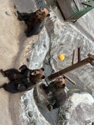 のぼりべつクマ牧場に投稿された画像(2025/10/15)