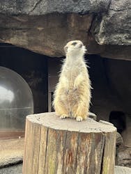 秋吉台自然動物公園 サファリランドに投稿された画像(2025/10/17)