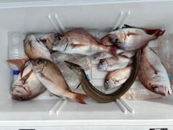 SUOフィッシングに投稿された画像(2025/10/19)