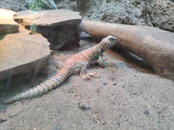 体感型動物園iZooに投稿された画像(2025/10/19)