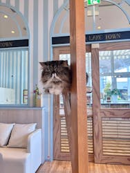 猫カフェモカ イオンレイクタウン店に投稿された画像(2025/10/22)
