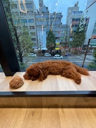 いぬカフェRio 秋葉原店に投稿された画像(2025/10/25)