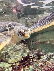 九十九島水族館海きららに投稿された画像(2025/10/25)