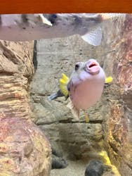 九十九島水族館海きららに投稿された画像(2025/10/25)