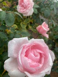 いばらきフラワーパークに投稿された画像(2025/10/26)